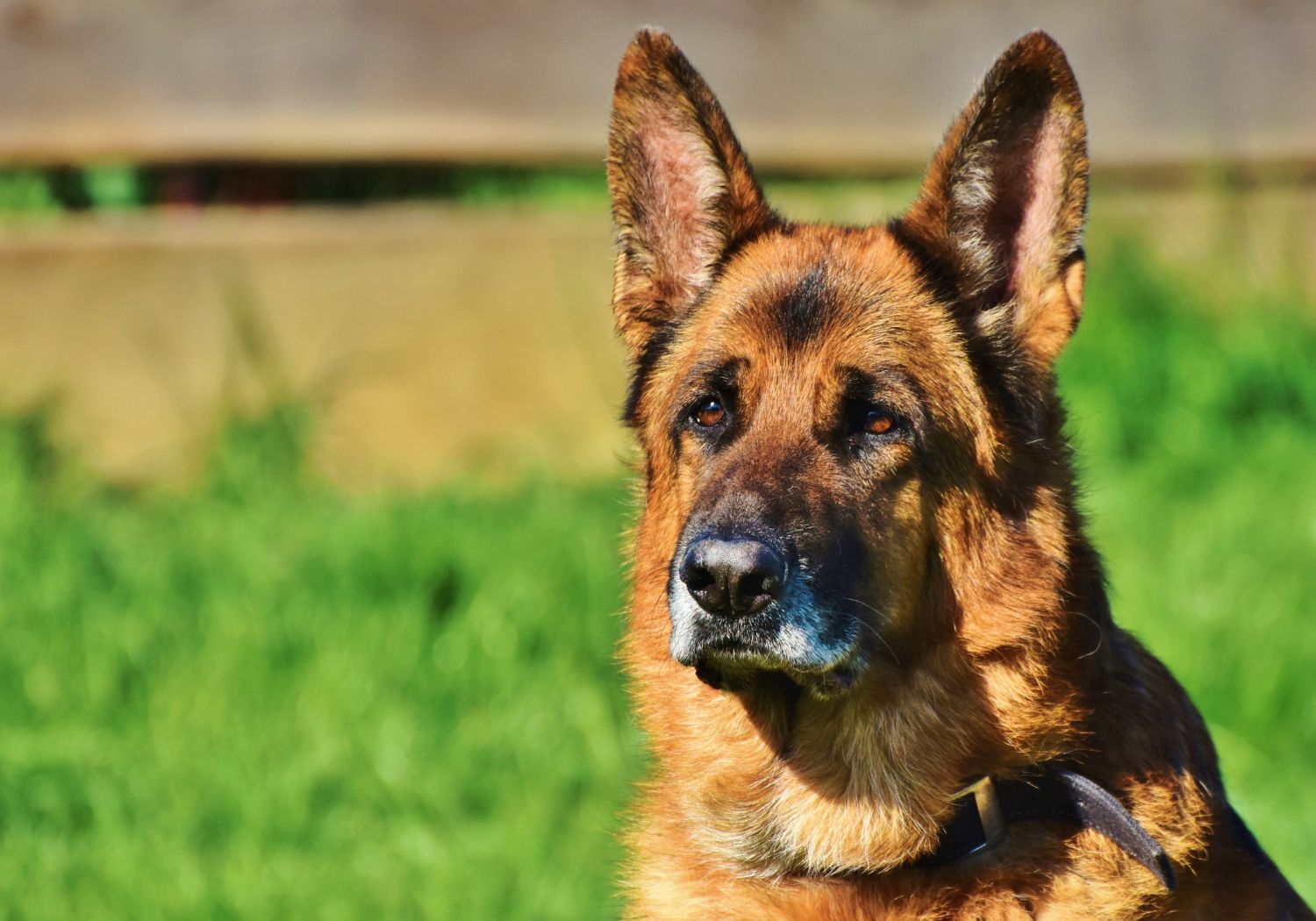 Crime Scene Investigation Dog in Pakistan