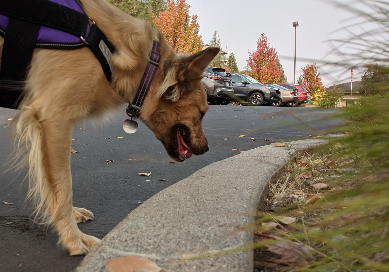 Threat Detection Dog in Pakistan