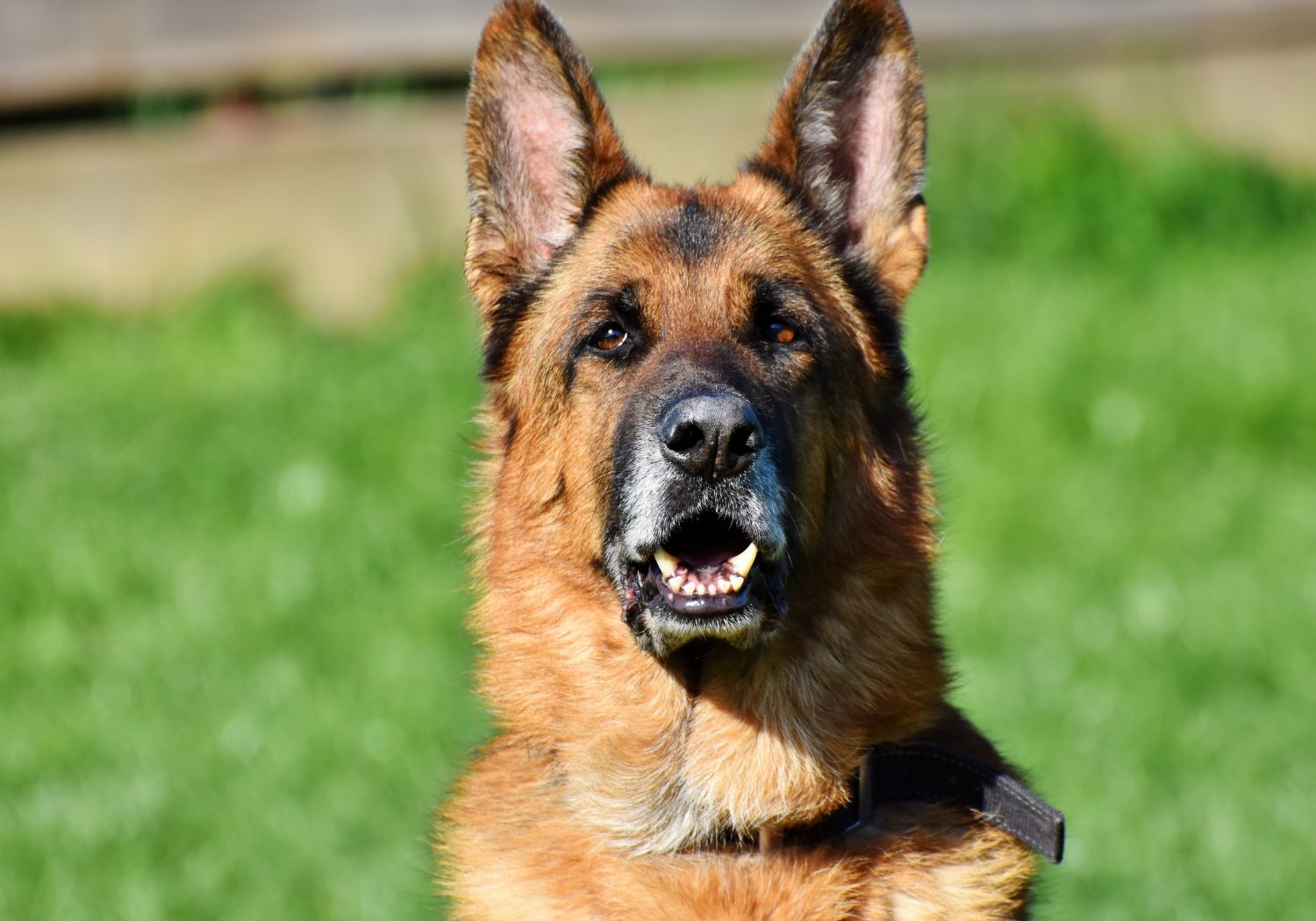 Missing Person Tracking Dog